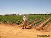 Tomatenfarm in Murchison