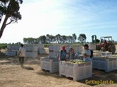 Tomatenfarm in Murchison